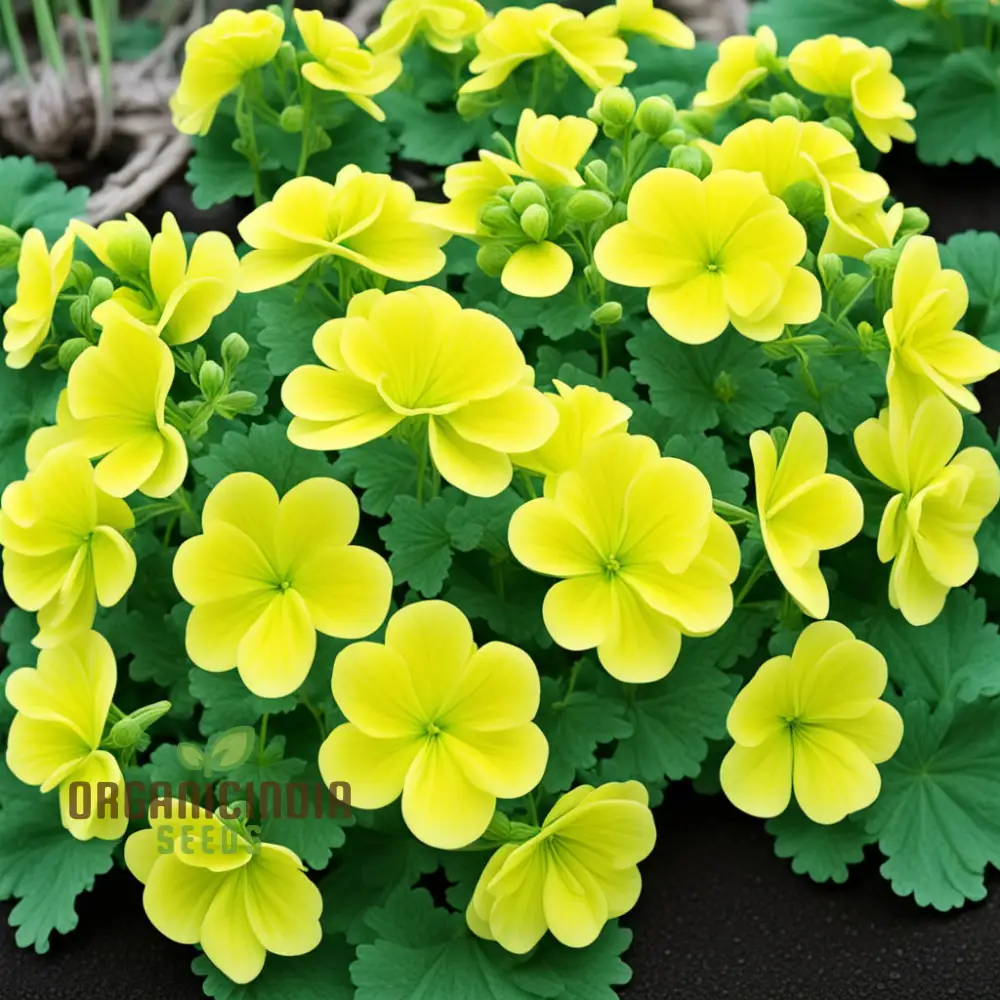 Yellow Geranium Flower Seeds, Brighten Your Garden with Stunning Blooms Using Premium Flower Seeds for Planting - Image 4