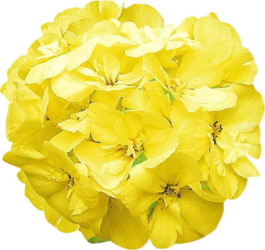 Yellow Geranium Flower Seeds , Rare Golden Blooms, Easy to Grow, Non-GMO