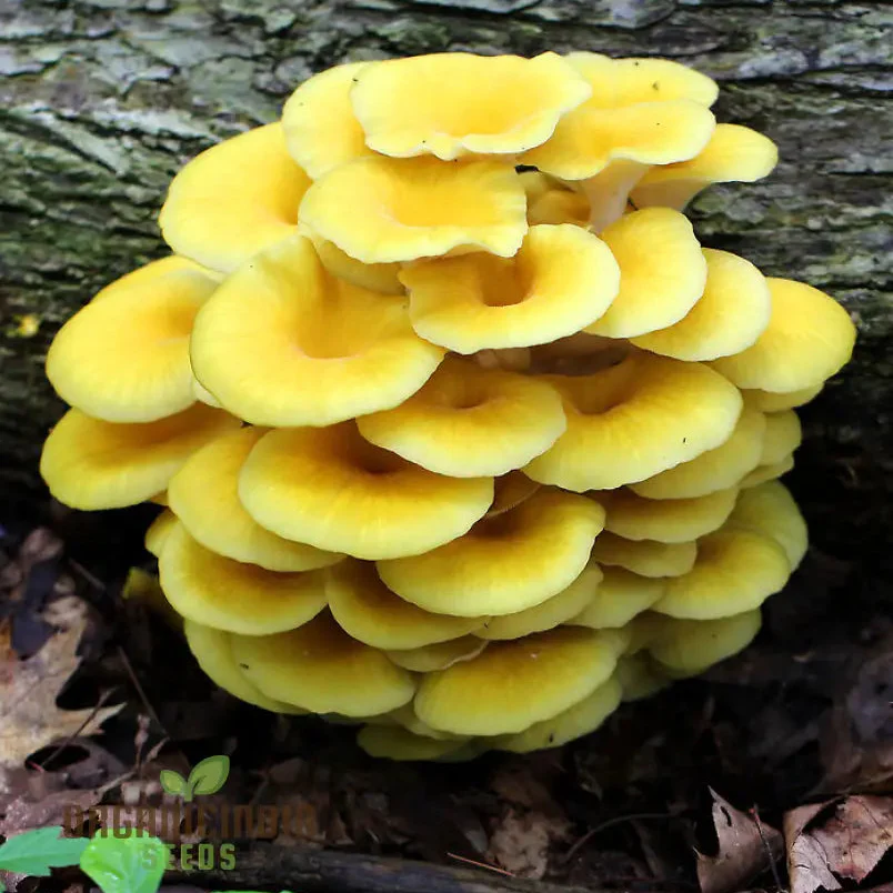 Yellow-Gold Oyster Mushroom with Premium Vegetable Seeds for a Stunning Addition to Your Culinary Garden