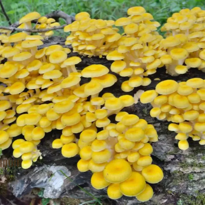 Yellow-Gold Oyster Mushroom with Premium Vegetable Seeds for a Stunning Addition to Your Culinary Garden - Image 3