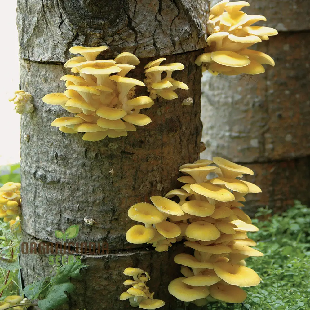 Yellow-Gold Oyster Mushroom with Premium Vegetable Seeds for a Stunning Addition to Your Culinary Garden - Image 4