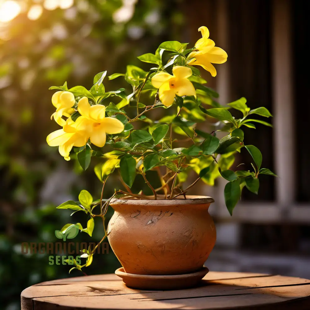 Yellow Jasmine Perennial Vine Flower Seeds for Planting - Sunshine Blooms for Everlasting Garden Beauty