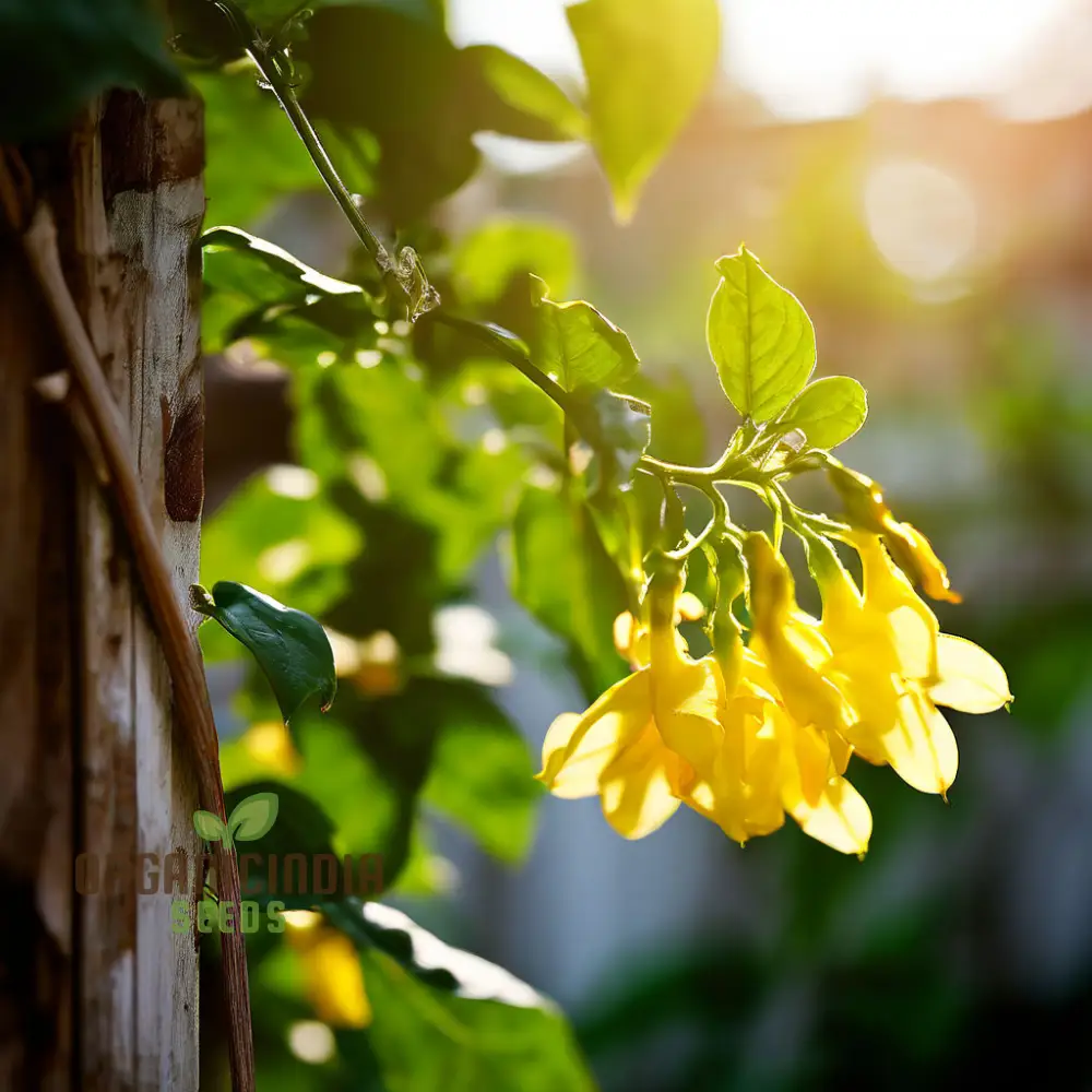 Yellow Jasmine Perennial Vine Flower Seeds for Planting - Sunshine Blooms for Everlasting Garden Beauty - Image 4
