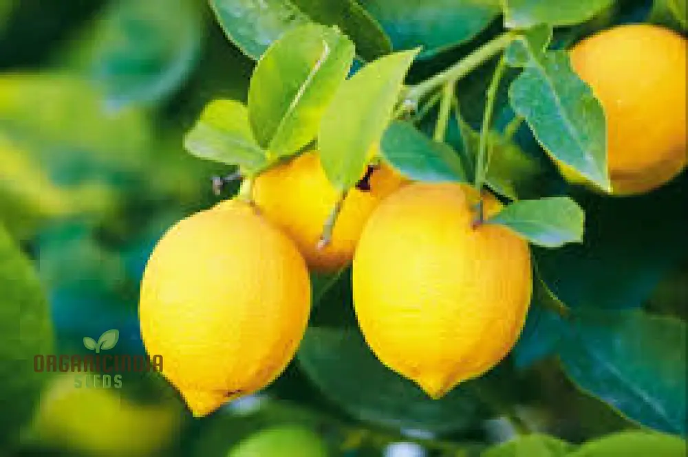 Yellow Lemon Tree Seeds, Lemon Tree Seeds Mix in Yellow, 10pcs Yellow Lemon Tree Seeds, Fresh Yellow Lemon Tree Seeds