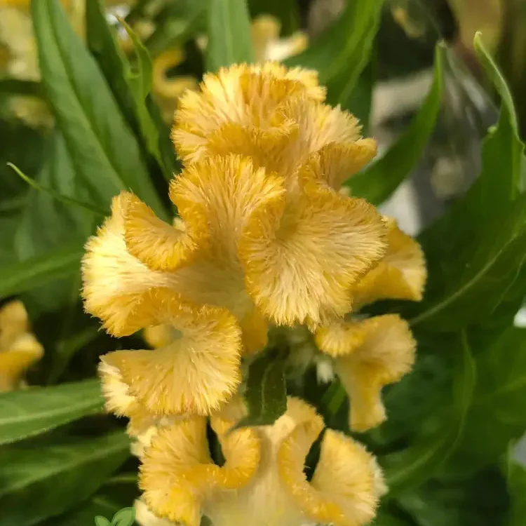 Yellow Lime Cockscomb Flower Seeds for Planting, Comprehensive Guide to Growing Vibrant Blooms