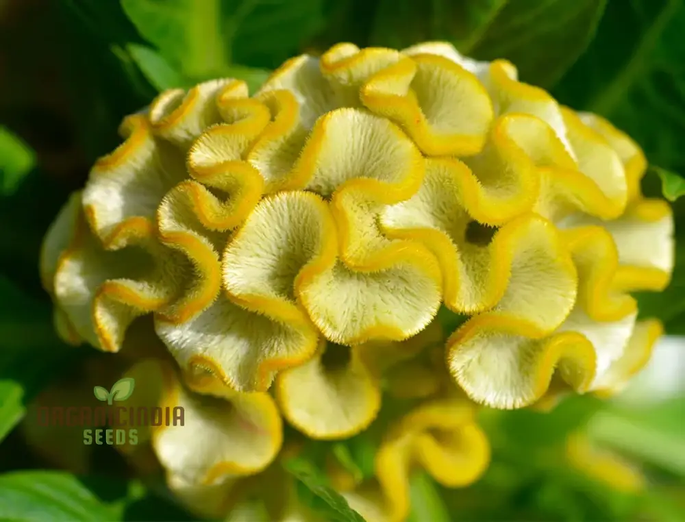 Yellow Lime Cockscomb Flower Seeds for Planting, Comprehensive Guide to Growing Vibrant Blooms - Image 3