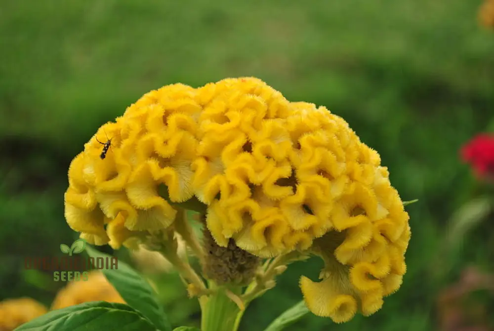 Yellow Lime Cockscomb Flower Seeds for Planting, Comprehensive Guide to Growing Vibrant Blooms - Image 4