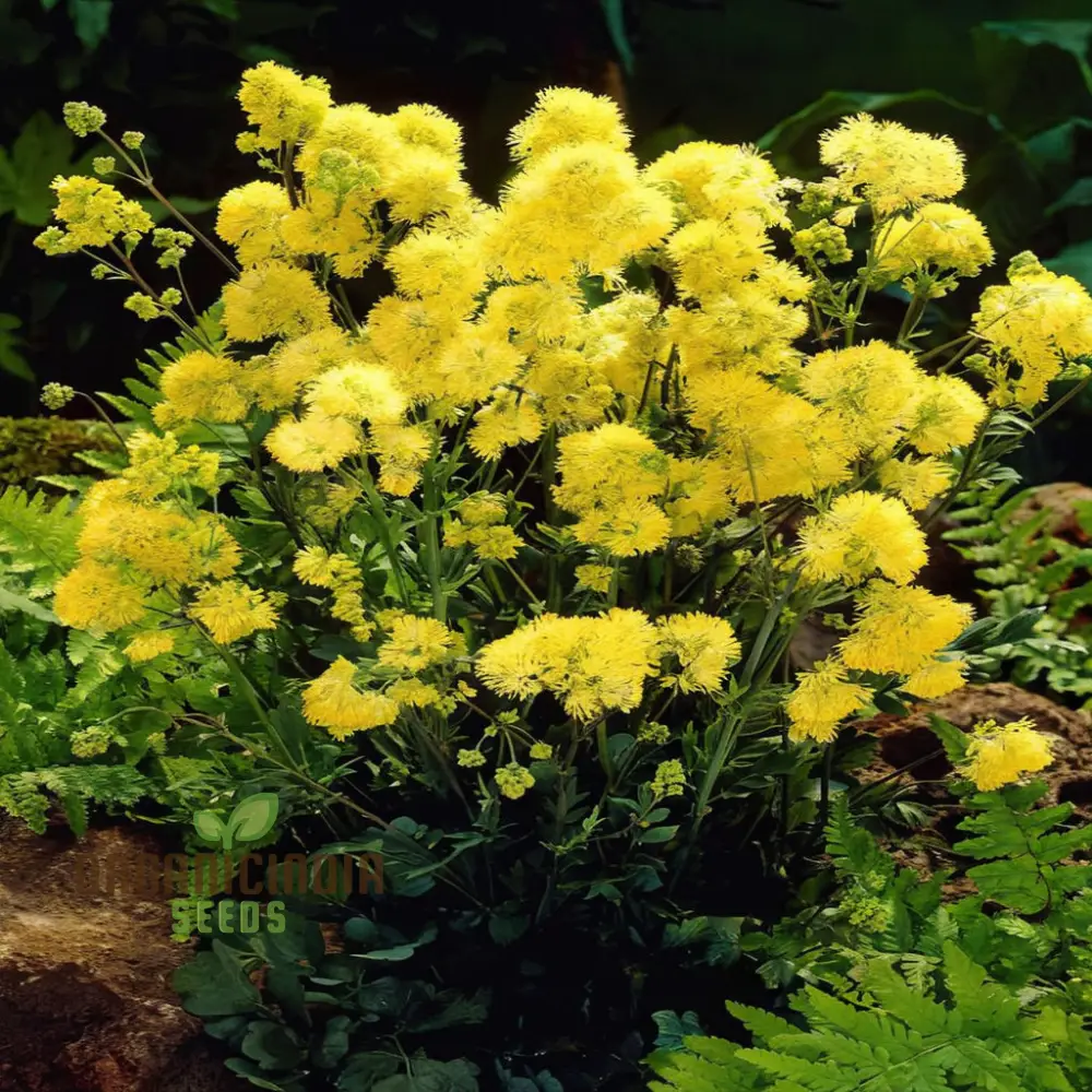 Yellow Meadow Rue Seeds – Vibrant Garden Blooms - Image 3