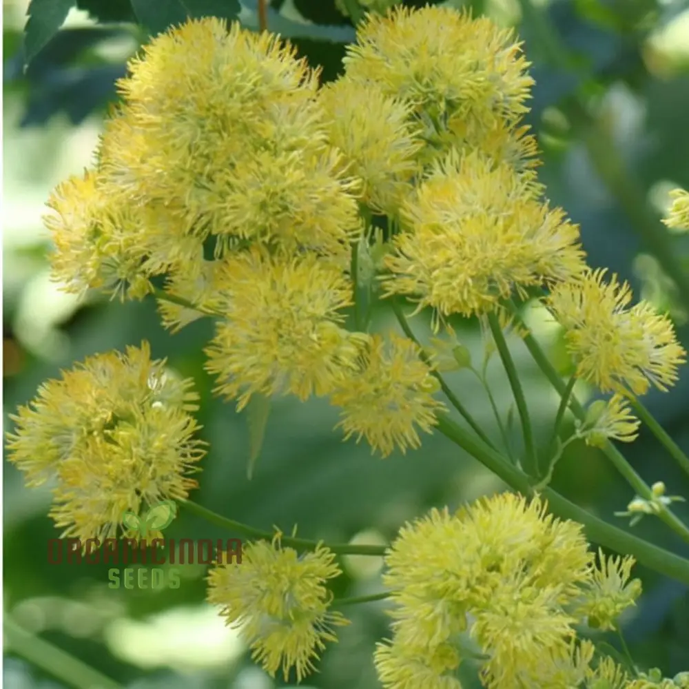 Yellow Meadow Rue Flower Seeds - Elegant Blooms for Airy and Graceful Garden Displays