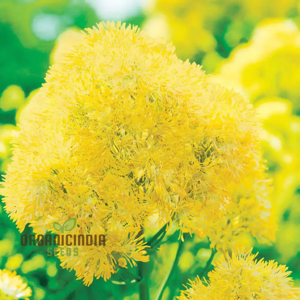 Yellow Meadow Rue Flower Seeds - Elegant Blooms for Airy and Graceful Garden Displays - Image 3