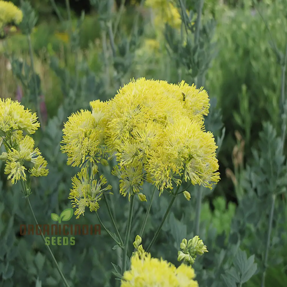 Yellow Meadow Rue Flower Seeds - Elegant Blooms for Airy and Graceful Garden Displays - Image 4