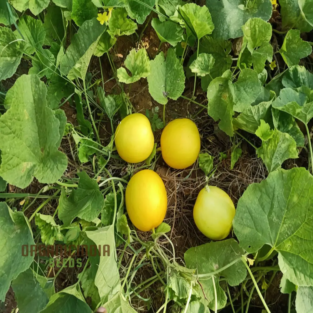 Yellow Melon (Sun Fruit) Planting Seeds, Comprehensive Planting and Gardening Guide for a Bountiful Harvest - Image 3