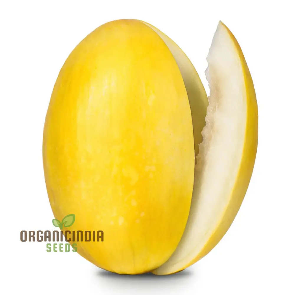 Yellow Melon (Sun Fruit) Planting Seeds, Comprehensive Planting and Gardening Guide for a Bountiful Harvest - Image 4