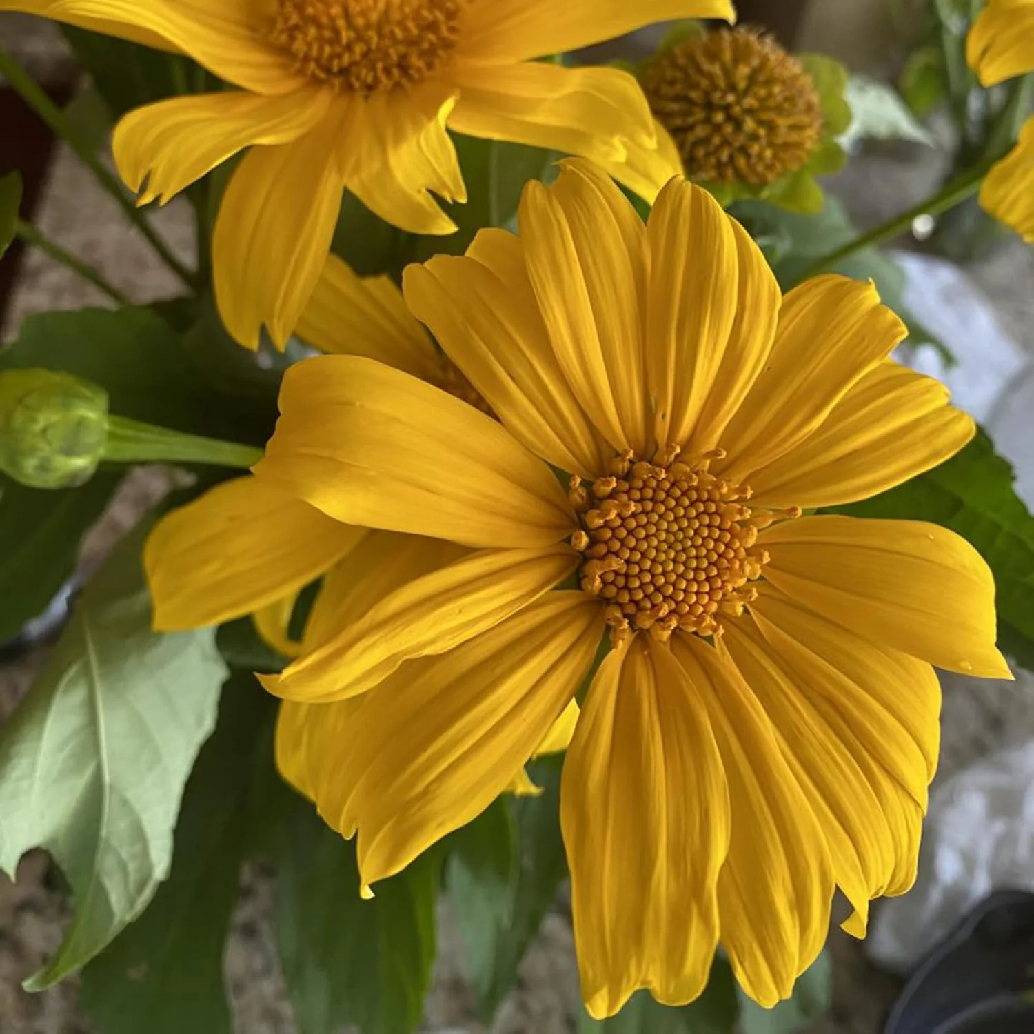 Yellow Mexican Sunflower Seeds, Tithonia Diversifolia, Perennial Flower Seeds to Attract Bees and Butterflies, Ideal for Ornamental Gardens, Beds, Patios - Image 3