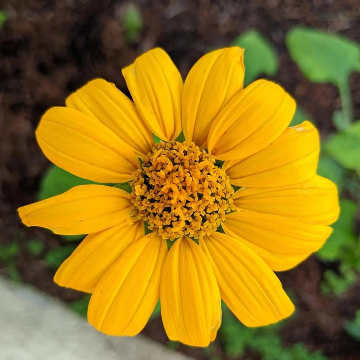 Yellow Mexican Sunflower Seeds, Tithonia Diversifolia, Perennial Flower Seeds to Attract Bees and Butterflies, Ideal for Ornamental Gardens, Beds, Patios - Image 4