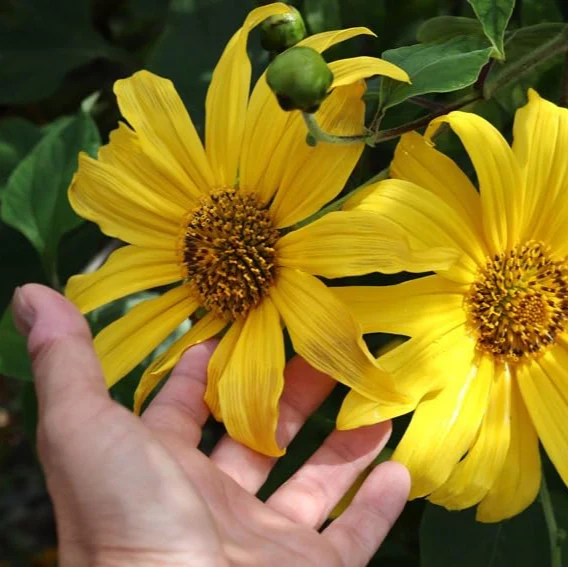 Yellow Mexican Sunflower Seeds, Tithonia Diversifolia, Perennial Flower Seeds to Attract Bees and Butterflies, Ideal for Ornamental Gardens, Beds, Patios - Image 5