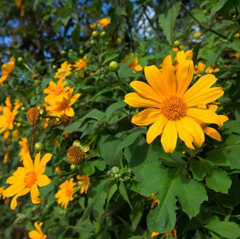 Yellow Mexican Sunflower Seeds, Tithonia Diversifolia, Perennial Flower Seeds to Attract Bees and Butterflies, Ideal for Ornamental Gardens, Beds, Patios - Image 6