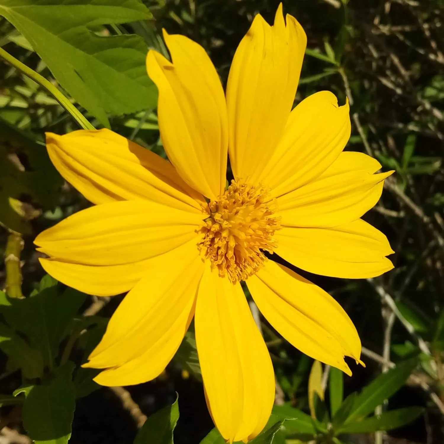 Yellow Mexican Sunflower Seeds, Tithonia Diversifolia, Perennial Flower Seeds to Attract Bees and Butterflies, Ideal for Ornamental Gardens, Beds, Patios - Image 7
