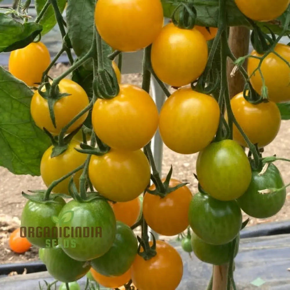 Yellow Mimi F1 Tomato Seeds , Premium Quality Seeds for Home Gardening Enthusiasts, High-Yielding and Disease-Resistant Variety