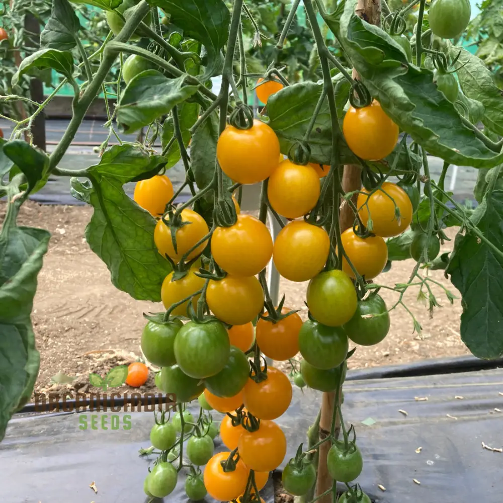 Yellow Mimi F1 Tomato Seeds , Premium Quality Seeds for Home Gardening Enthusiasts, High-Yielding and Disease-Resistant Variety - Image 3
