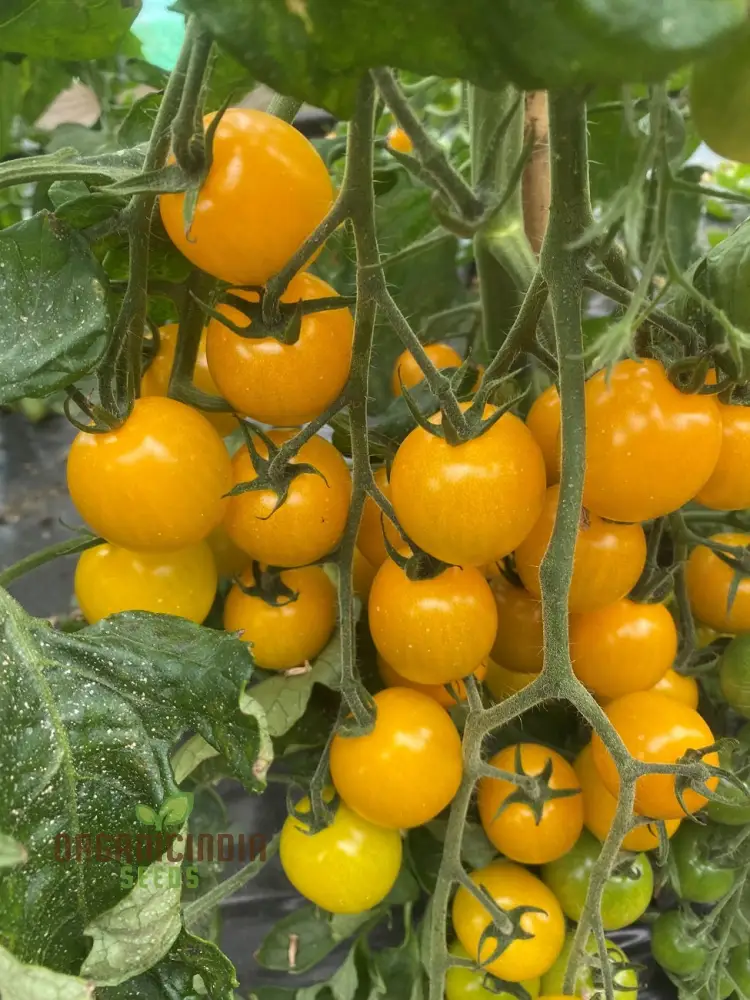 Yellow Mimi F1 Tomato Seeds , Premium Quality Seeds for Home Gardening Enthusiasts, High-Yielding and Disease-Resistant Variety - Image 4