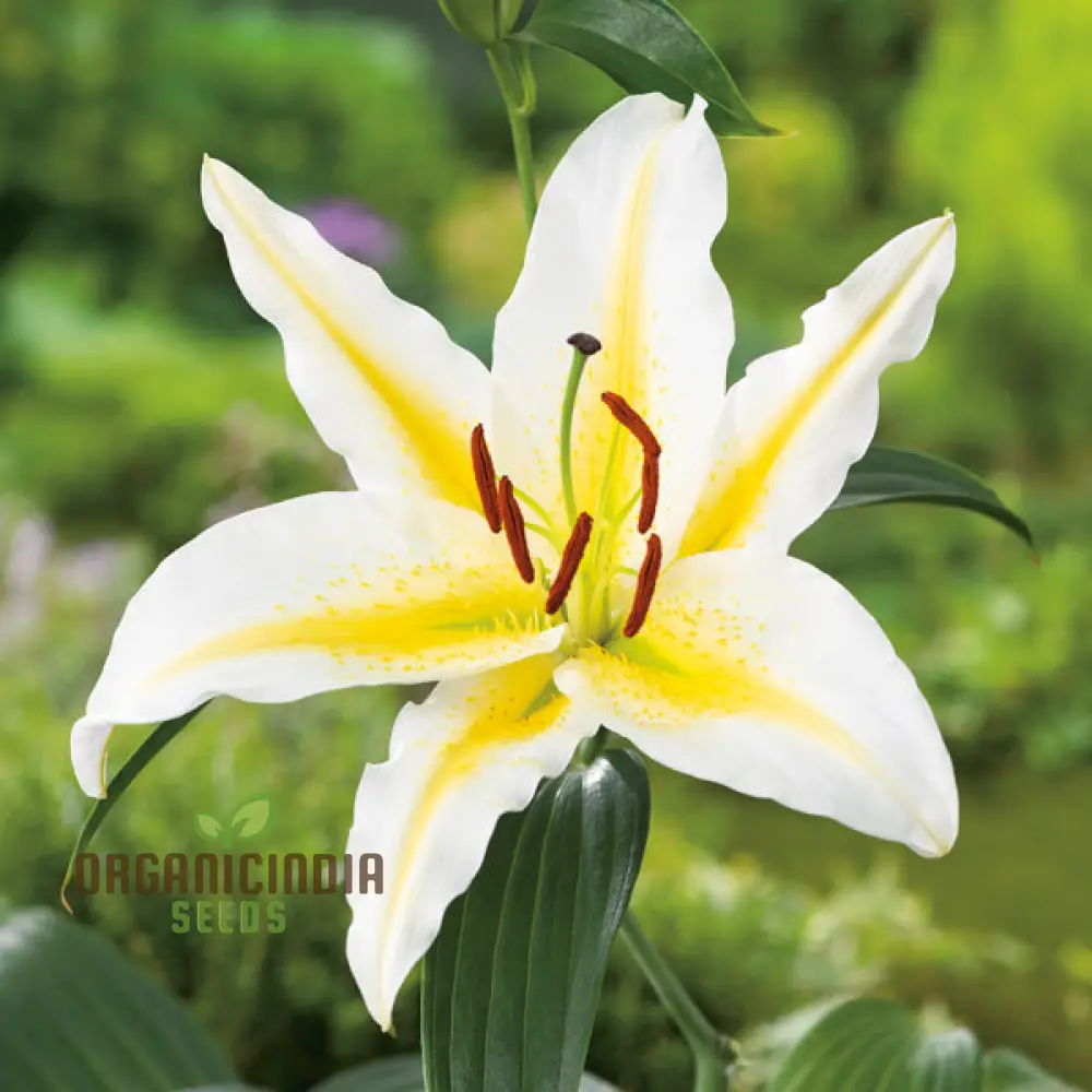 Lily Seeds (Yellow & White Mixed Lily Seeds) - Vibrant Garden Blooms, Easy to Grow