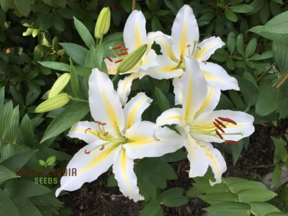 Lily Seeds (Yellow & White Mixed Lily Seeds) - Vibrant Garden Blooms, Easy to Grow - Image 3