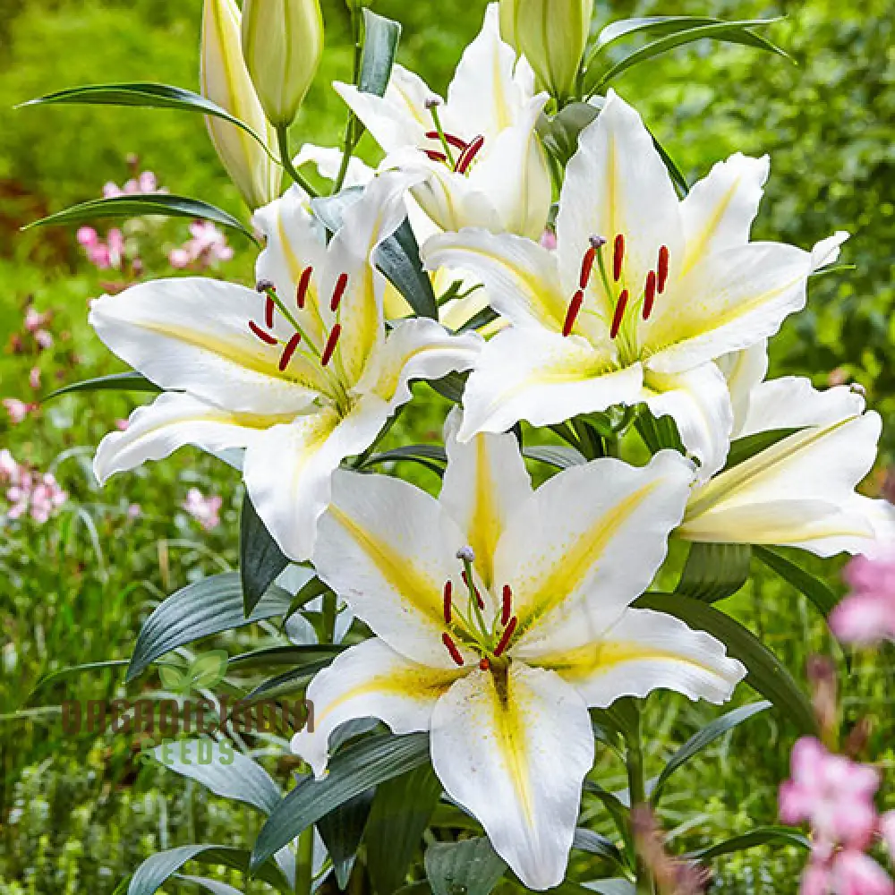 Lily Seeds (Yellow & White Mixed Lily Seeds) - Vibrant Garden Blooms, Easy to Grow - Image 4