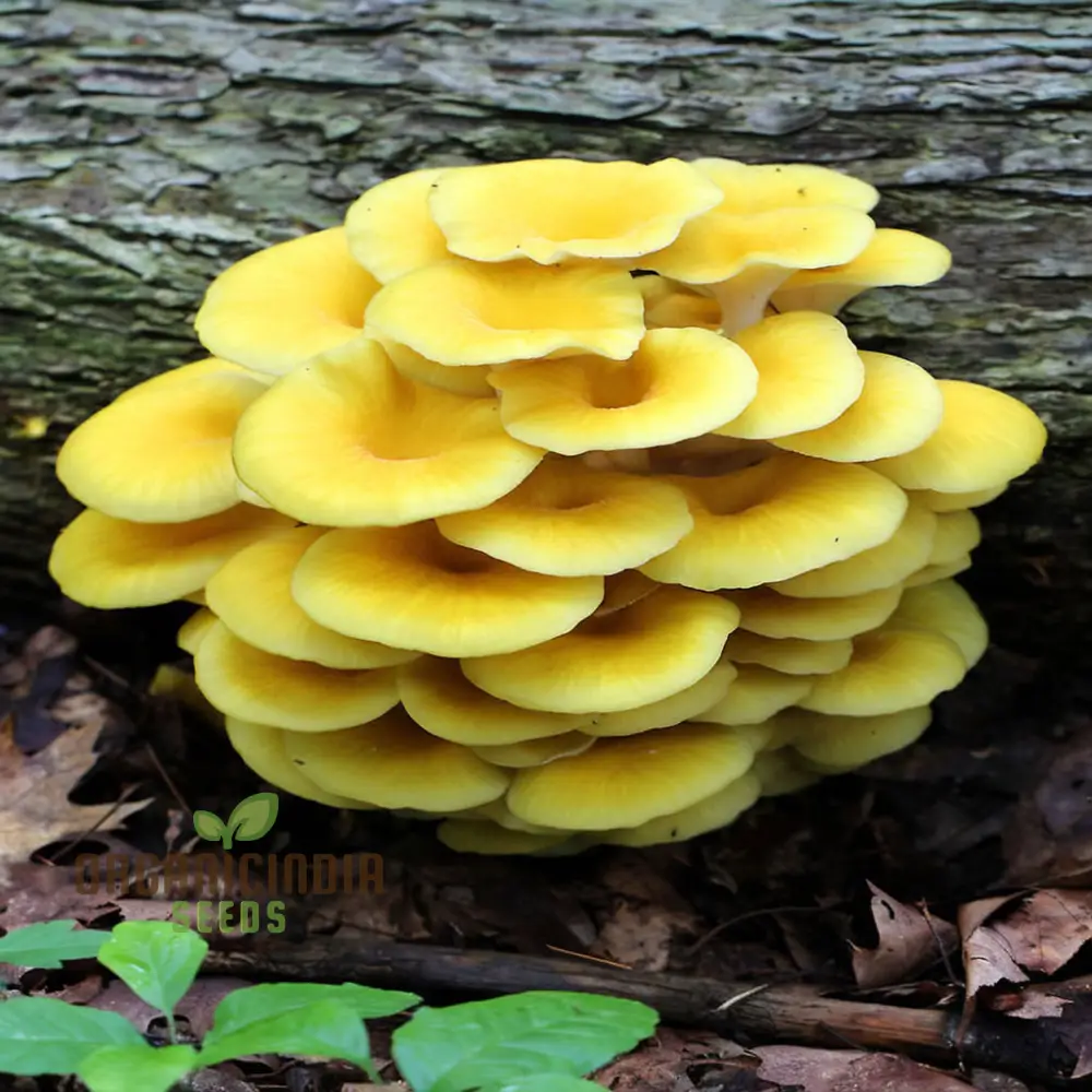 Yellow Mushroom Vegetable Seeds, Unique and Flavorful Addition to Culinary Gardens - Image 4