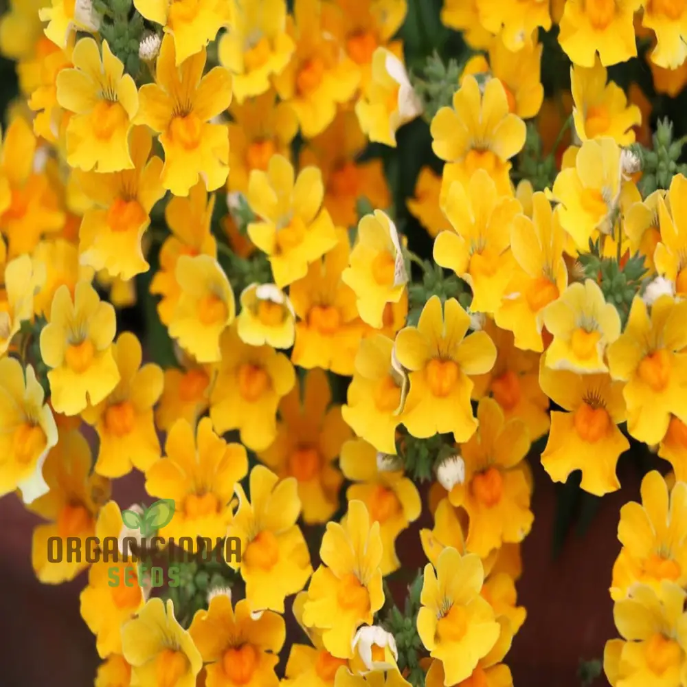 Yellow Nemesia Flower Seeds, Bright and Cheerful Blooms, Easy-to-Growing Vibrant and Lively Garden