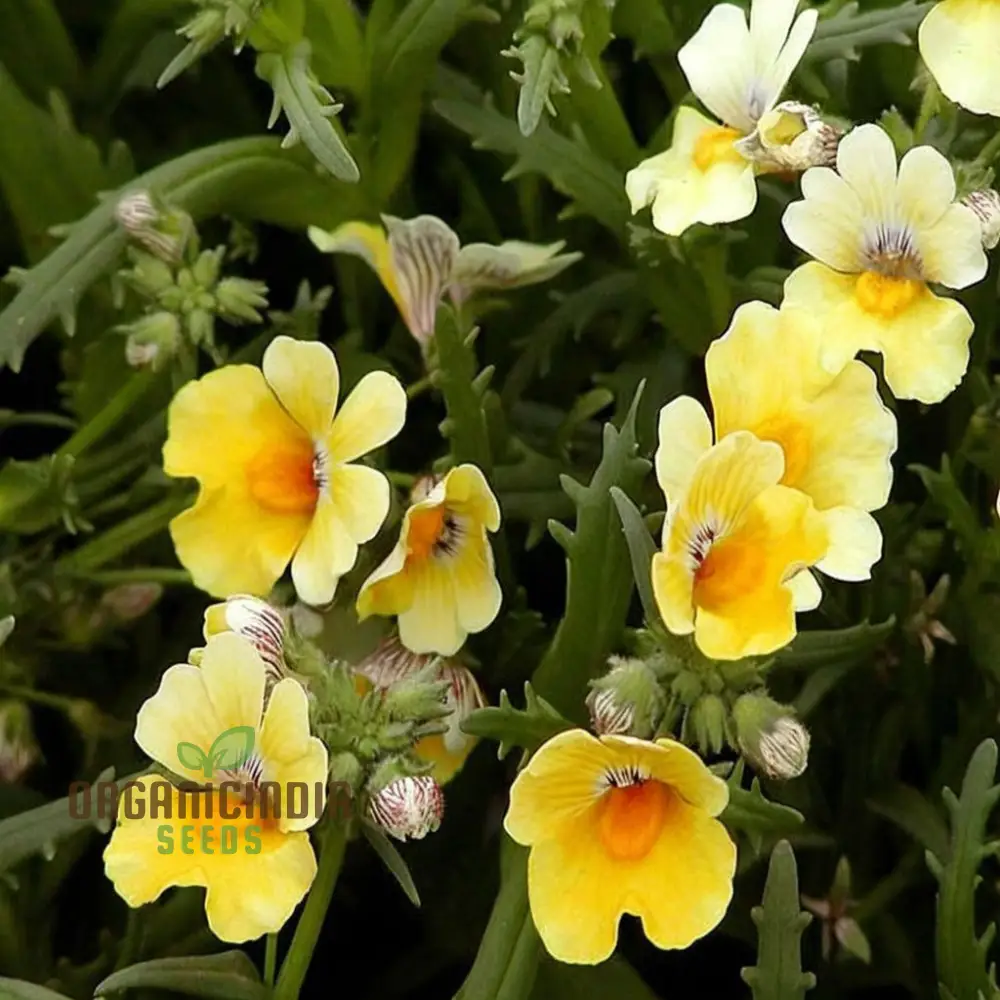 Yellow Nemesia Flower Seeds, Bright and Cheerful Blooms, Easy-to-Growing Vibrant and Lively Garden - Image 3
