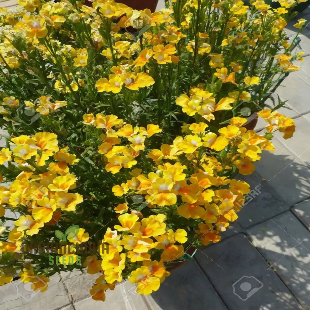 Yellow Nemesia Flower Seeds, Bright and Cheerful Blooms, Easy-to-Growing Vibrant and Lively Garden - Image 4