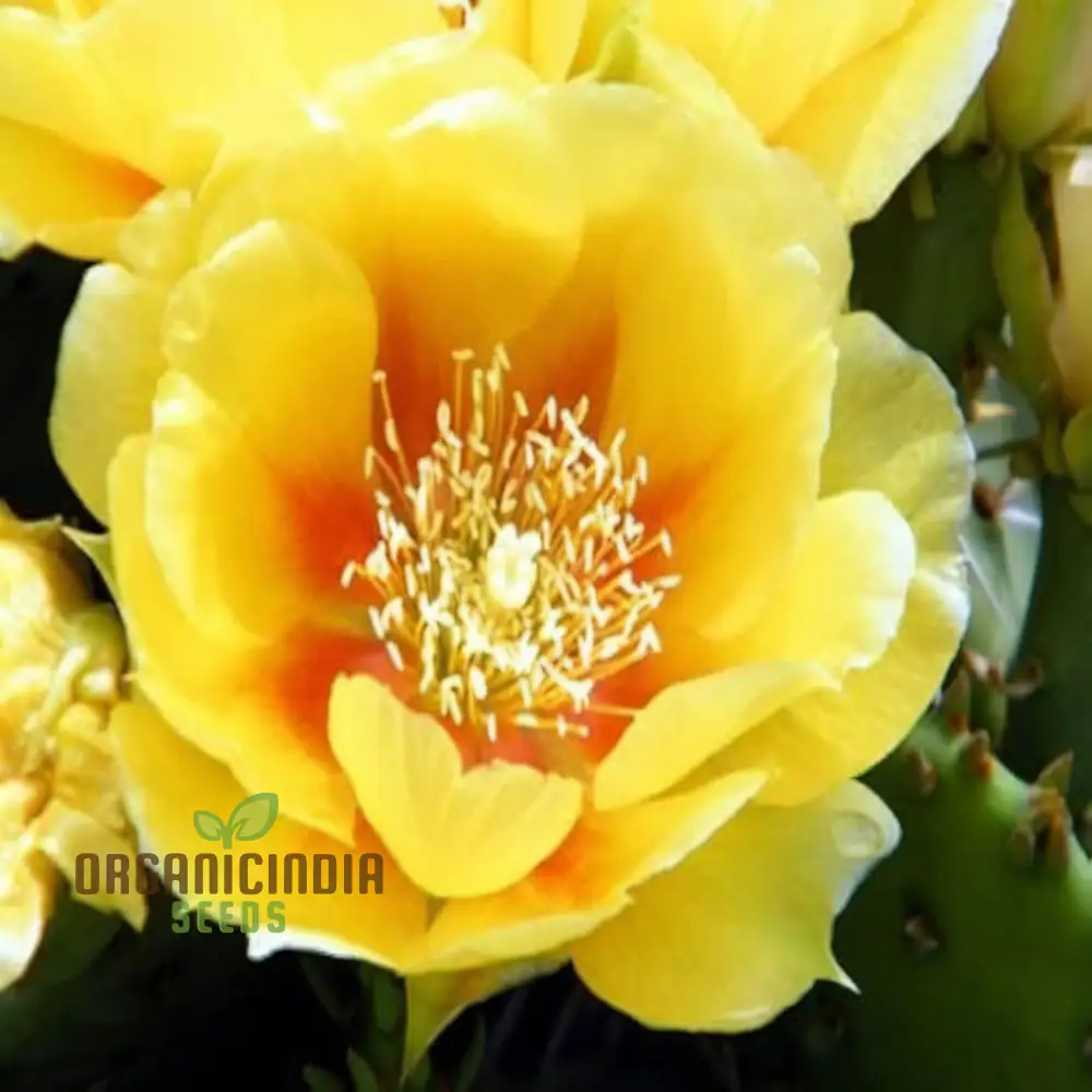 Yellow Opuntia macrorhiza Seeds – Hardy Prickly Pear Cactus for Garden Planting