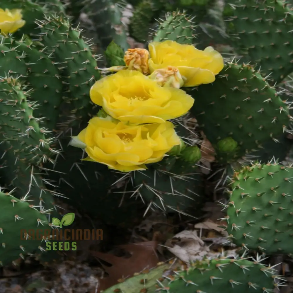 Yellow Opuntia macrorhiza Seeds – Hardy Prickly Pear Cactus for Garden Planting - Image 3