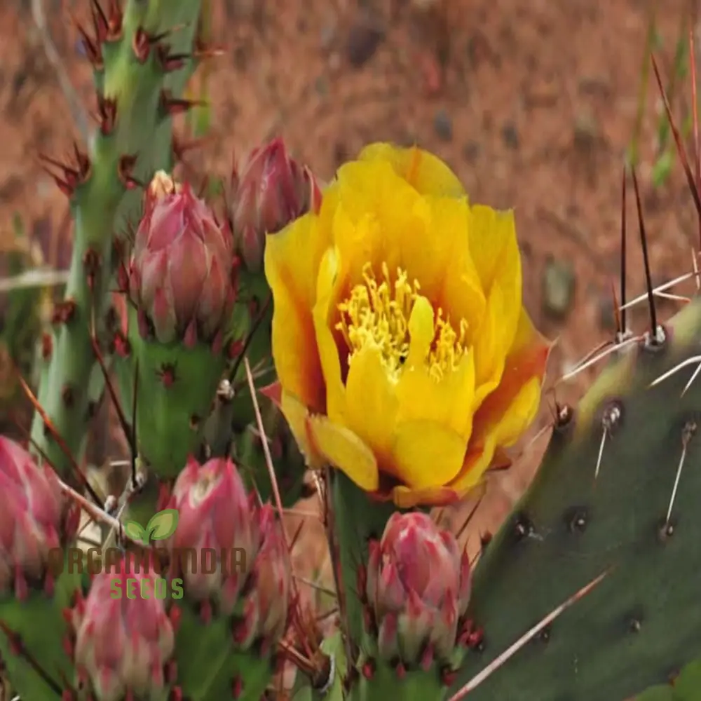 Yellow Opuntia macrorhiza Seeds – Hardy Prickly Pear Cactus for Garden Planting - Image 4