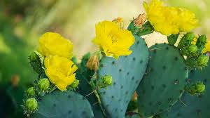 Yellow Opuntia macrorhiza Seeds – Hardy Prickly Pear Cactus for Garden Planting - Image 5