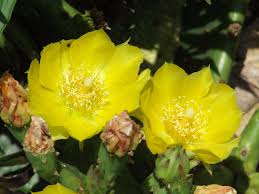 Yellow Opuntia macrorhiza Seeds – Hardy Prickly Pear Cactus for Garden Planting - Image 6