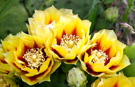 Yellow Opuntia macrorhiza Seeds – Hardy Prickly Pear Cactus for Garden Planting - Image 7