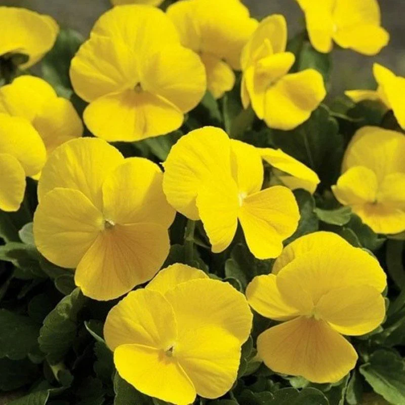 Yellow Pansy Flower Seeds,Sunny Vibrant Blooms, Easy to Grow, Non-GMO - Image 2