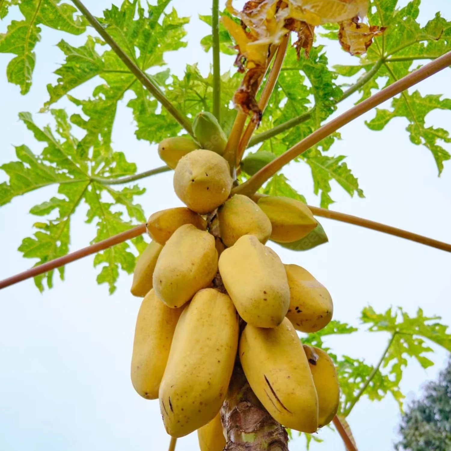 Yellow Papaya Seeds for Planting – Sweet & Tropical Fruit Variety - Image 2