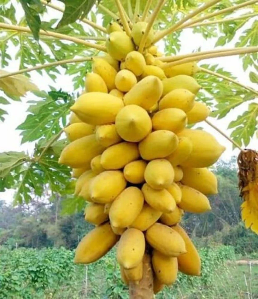 Yellow Papaya Seeds for Planting – Sweet & Tropical Fruit Variety - Image 3
