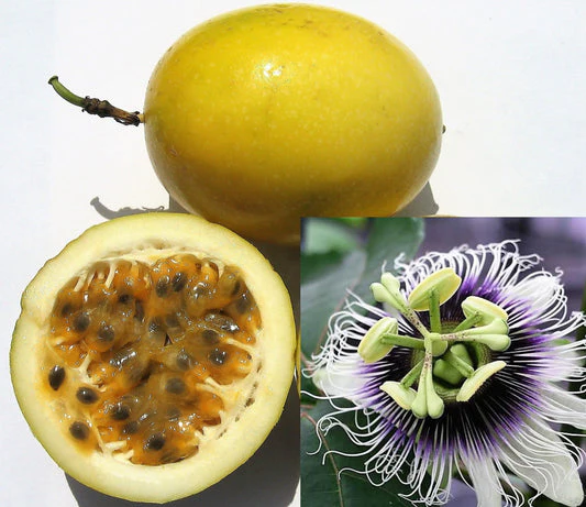 Yellow Passion Fruit Vine Seeds - Image 3