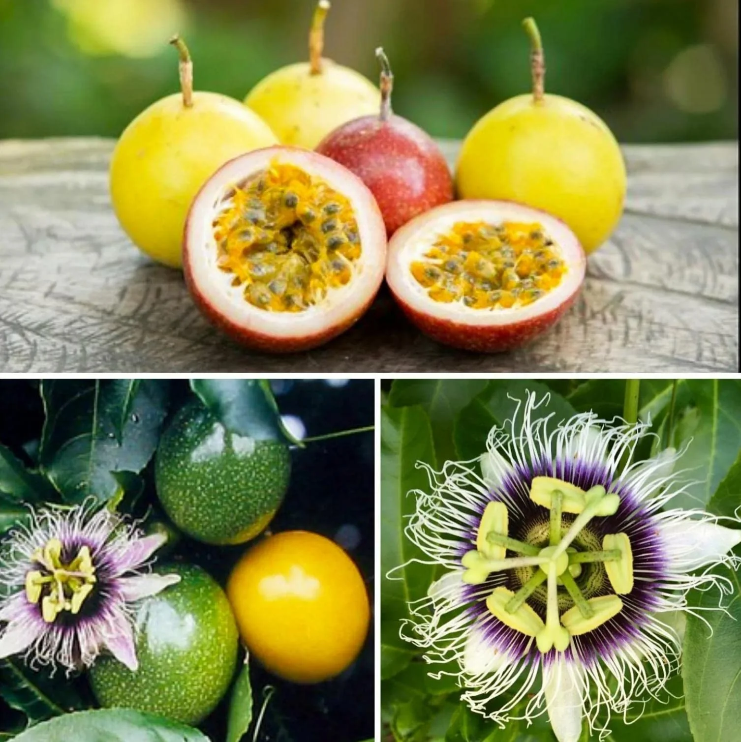 Yellow Passion Fruit Vine Seeds - Image 4