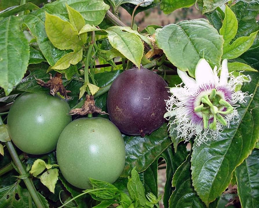Yellow Passion Fruit Vine Seeds - Image 5