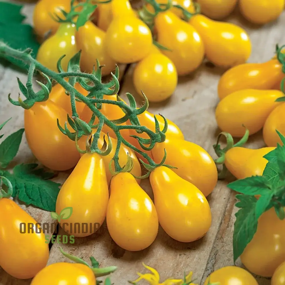 Yellow Pear Tomato Seeds - Grow Heirloom Yellow Pear Tomatoes for Your Garden and Culinary Delights