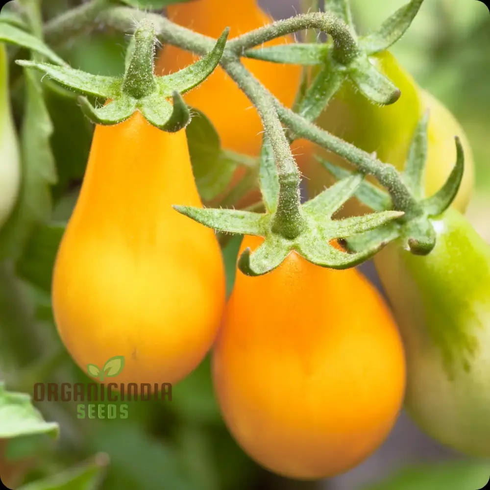 Yellow Pear Tomato Seeds - Grow Heirloom Yellow Pear Tomatoes for Your Garden and Culinary Delights - Image 3