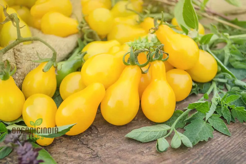 Yellow Pear Tomato Seeds - Grow Heirloom Yellow Pear Tomatoes for Your Garden and Culinary Delights - Image 4