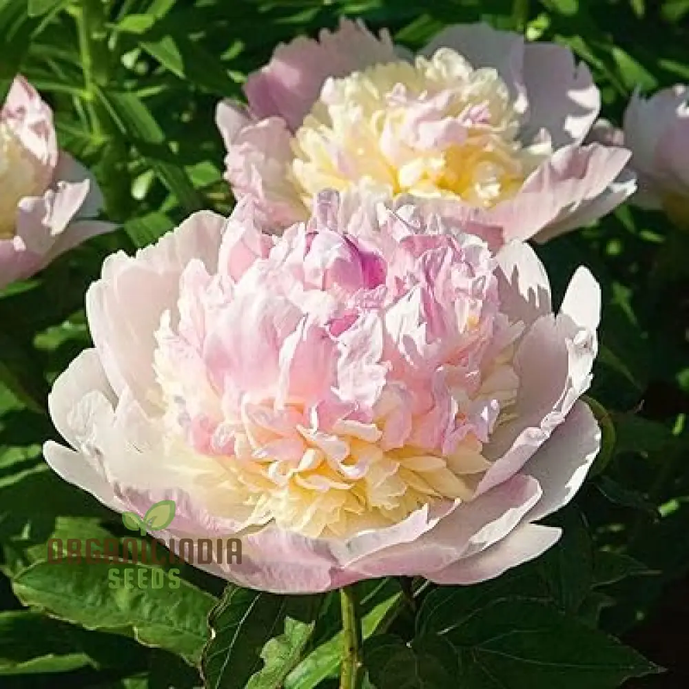 Yellow Peony Bonsai Seeds
