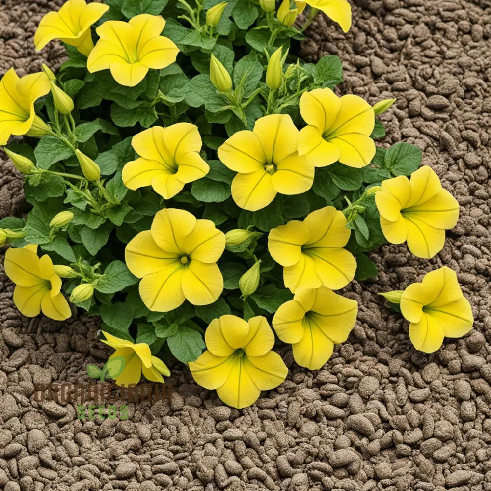 Yellow Petunia Seeds for Planting - Add Bright, Cheerful Blooms to Your Garden