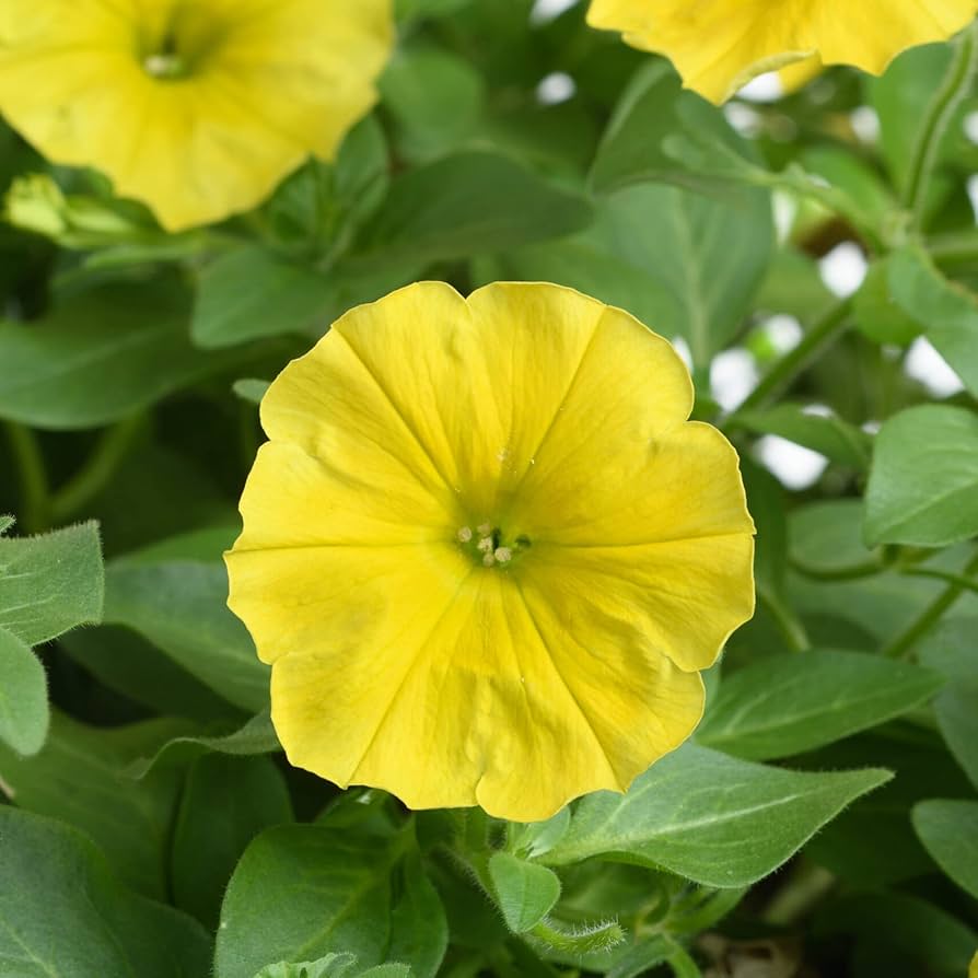 Yellow Petunia Seeds for Planting - Add Bright, Cheerful Blooms to Your Garden - Image 3